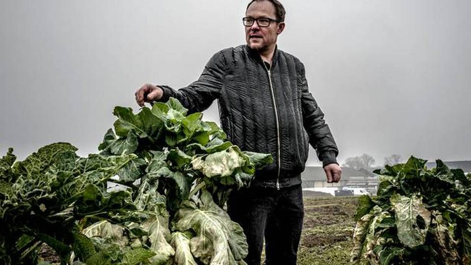 Aarstiderne vil gerne finde nye smagsoplevelser til måltidskasserne. Her er Søren Ejlersen på jagt i kålmarken. | Foto: Michael Drost-Hansen/JP