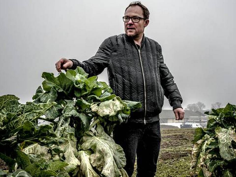 Aarstiderne vil gerne finde nye smagsoplevelser til måltidskasserne. Her er Søren Ejlersen på jagt i kålmarken. | Foto: Michael Drost-Hansen/JP