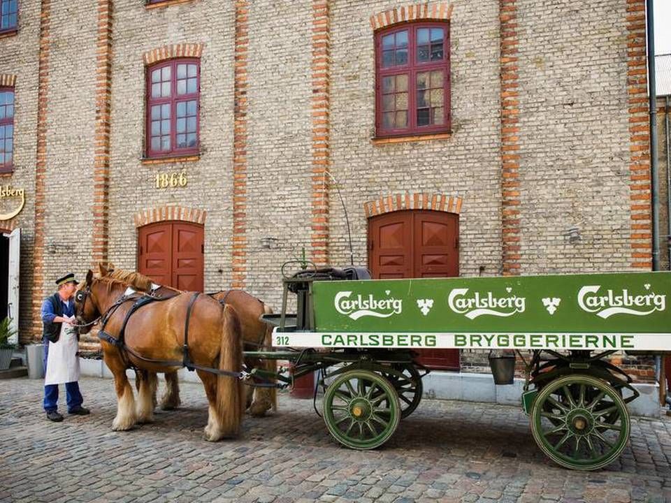 Carlsbergs ansatte holder mange andre i gang i følgeindustrierne, skriver Carlsberg i sin sociale regnskabsrapport for 2016. Her ses bryggerheste ved Visit Carlsberg ved hovedkontoret i Valby. | Foto: Carlsberg