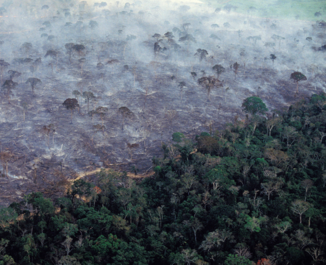 Der bliver i øjeblikket delt masser af billeder på de sociale medier af Amazonas, der brænder. Men mange er gamle eller falske. Fx delte Macron et billede taget af en fotograf, der døde i 2003. Det ovenstående billede er fra 2014. Foto: Getty