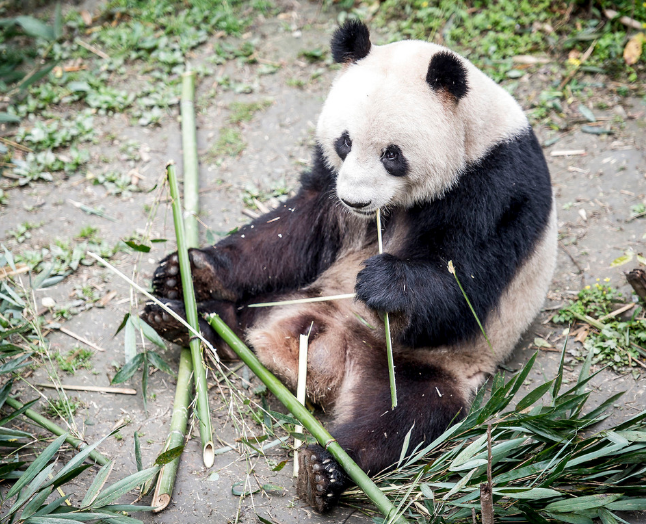 Pandaer er cute; det kommer man vist ikke udenom. De to, der lige er kommet til København, er dog andet og mere end nussede dyr i Zoo. De er symboler på et kinesisk blødt diplomati, der er alt andet end sort-hvidt. Foto: Mads Claus Rasmussen/Ritzau Scanpix